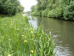 Dudley-Line-No.2-Canal.JPG