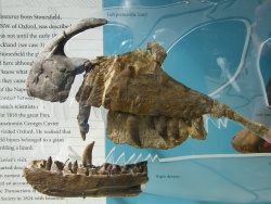 05OUM 3_Megalosaur Jaws.JPG