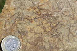 Graptolites-in-the-Upper-Elton-Formation-at-Location-1-Gorsty-1.jpg