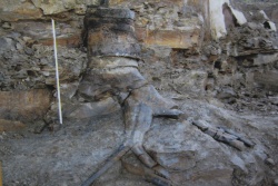 Brymbo-1_Fossil-Lycopsid-1.jpg