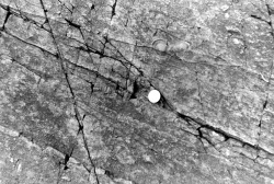 1978-BCGS-April16-Charniodiscus-2.jpg 1978-BCGS-April16-Charniodiscus-2.jpg