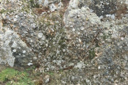 Wentnor-Group-Conglomerate.jpg